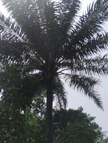 oil palm (Elaeis guineensis), photograph