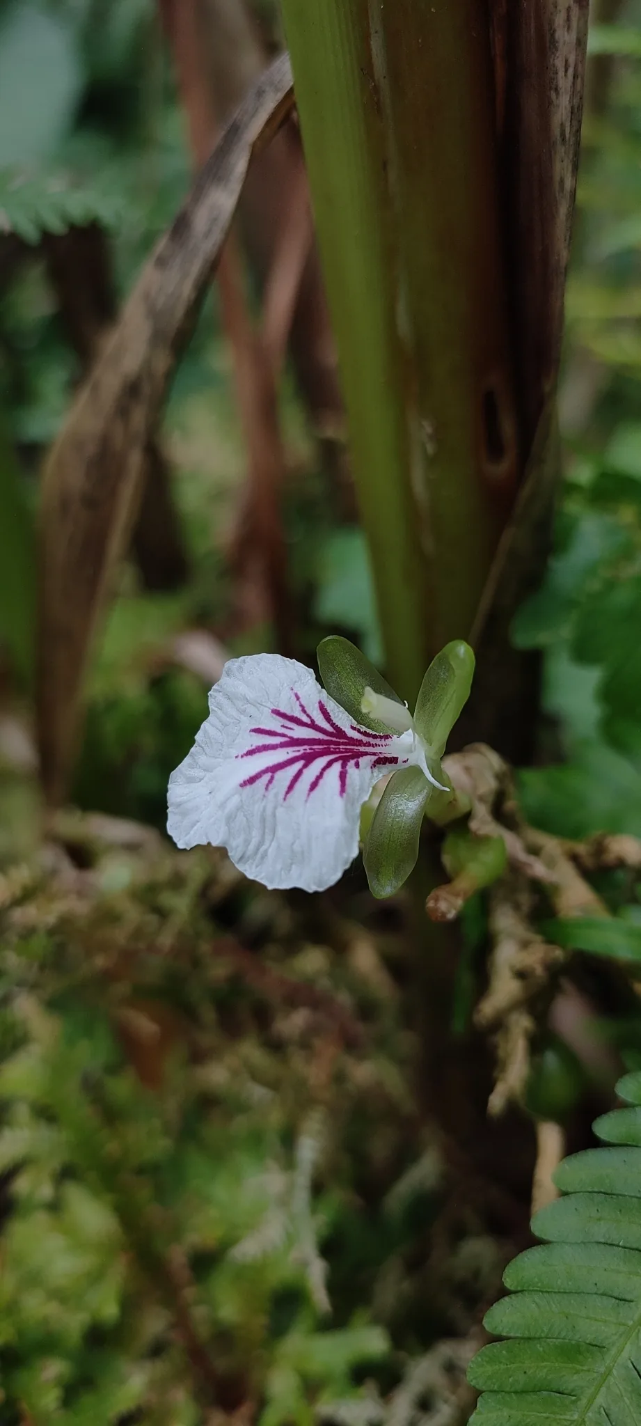 Photo: rajesh rocky, via iNaturalist · CC BY · via GBIF cardamom (Elettaria cardamomum), photograph