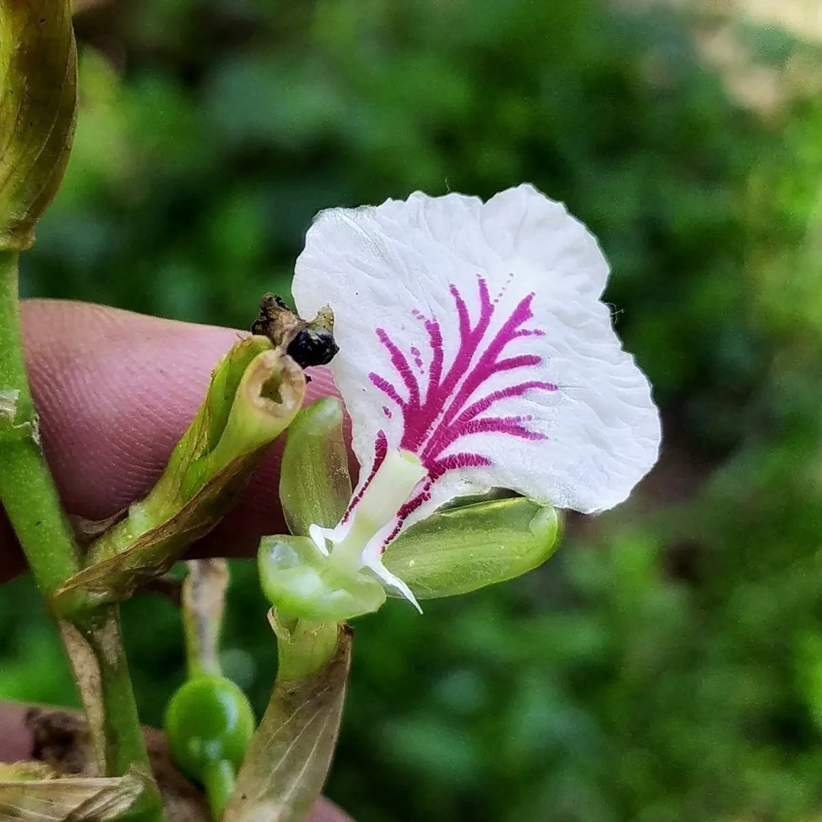 Cardamom (Elettaria cardamomum), photograph