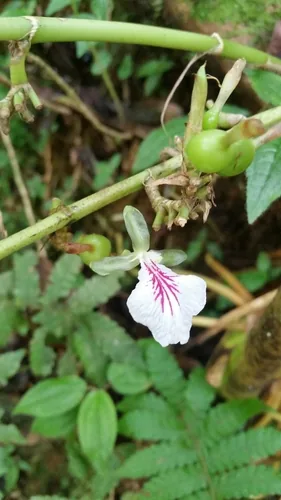Cardamom (Elettaria cardamomum), photograph