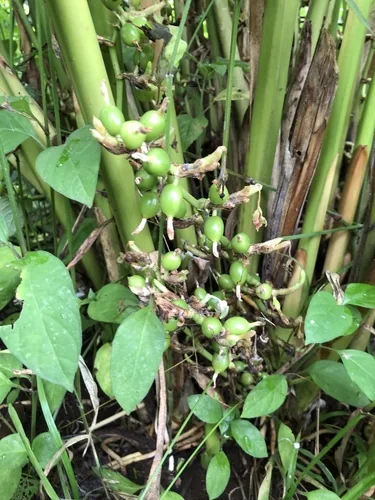 Photo: (c) Skjold Søndergaard, some rights reserved (CC BY) · cc-by · via iNaturalist Cardamom (Elettaria cardamomum), photograph