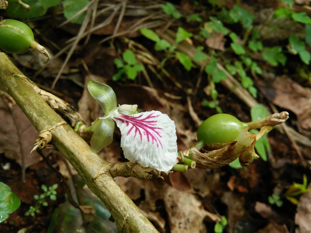 Cardamom (Elettaria cardamomum), photograph