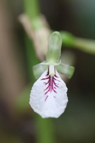 Cardamom (Elettaria cardamomum), photograph