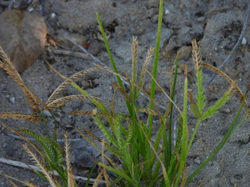 Photo: (c) Duarte Frade, some rights reserved · CC BY · via iNaturalist goose foot (Eleusine indica), photograph