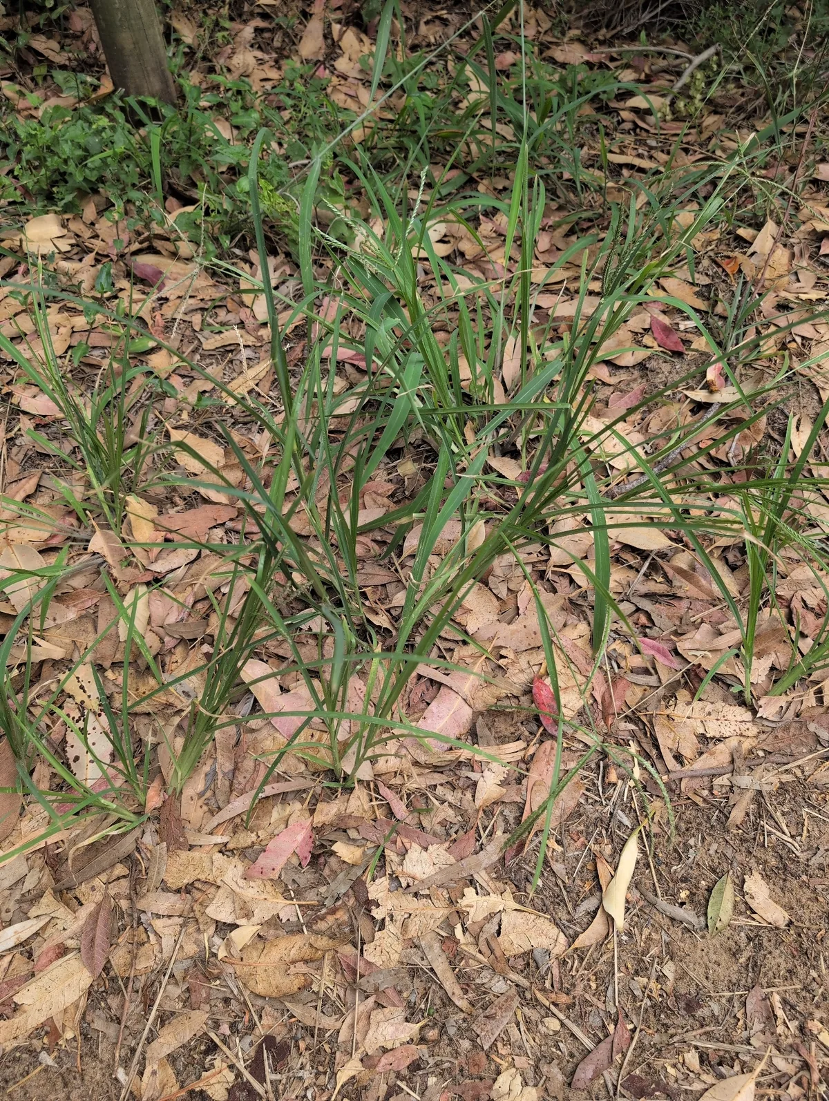 goose foot (Eleusine indica), photograph