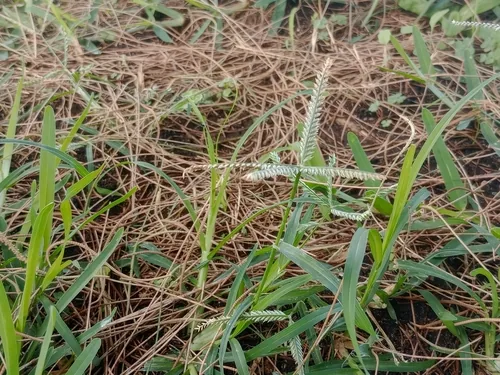 goose foot (Eleusine indica), photograph