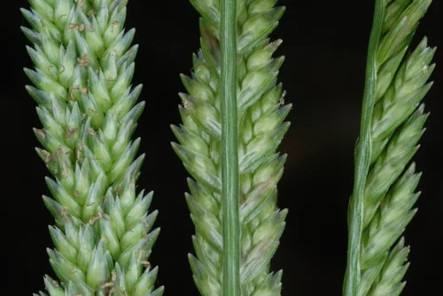 goose foot (Eleusine indica), photograph