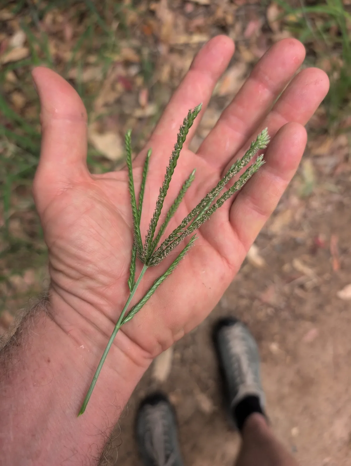 goose foot (Eleusine indica), photograph