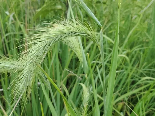 Canada Wild Rye (Elymus canadensis), photograph