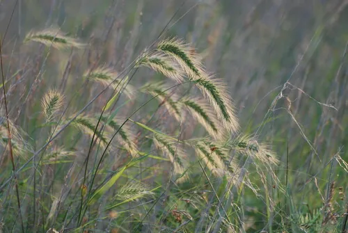 Photo: (c) Jay Pruett, some rights reserved (CC BY) · cc-by · via iNaturalist Canada Wild Rye (Elymus canadensis), photograph