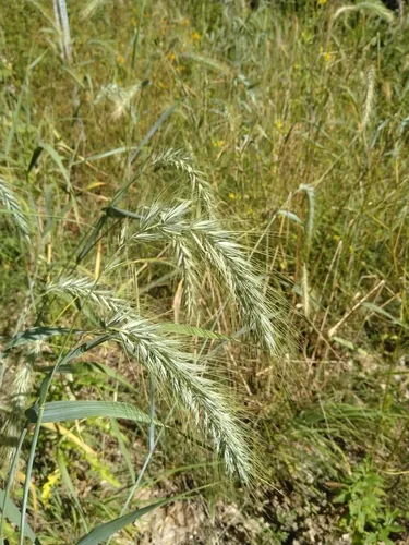 Photo: (c) Marilynn Miller, some rights reserved · CC BY · via iNaturalist Canada wild rye, photograph
