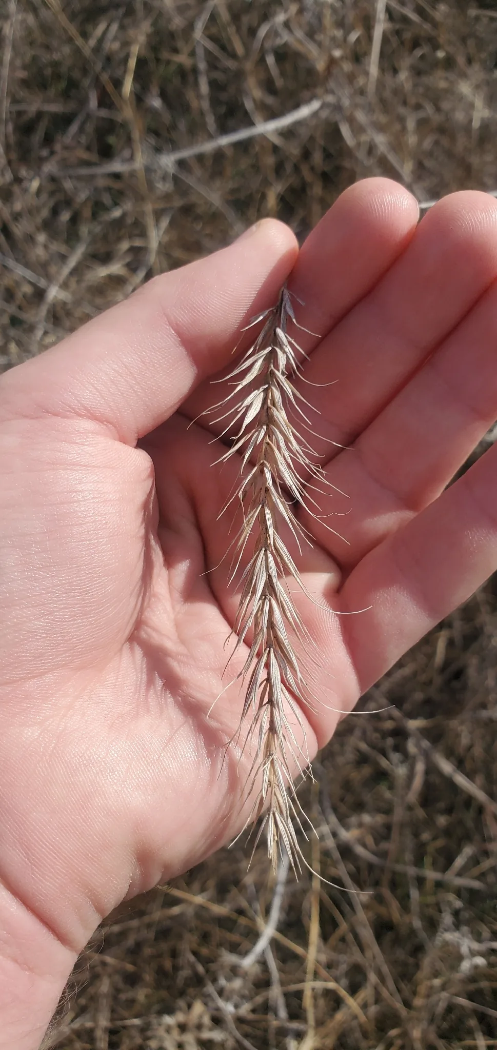 Canada Wild Rye (Elymus canadensis), photograph
