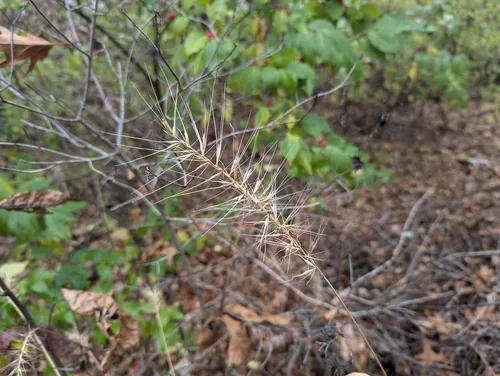Bottlebrush Grass (Elymus hystrix), photograph