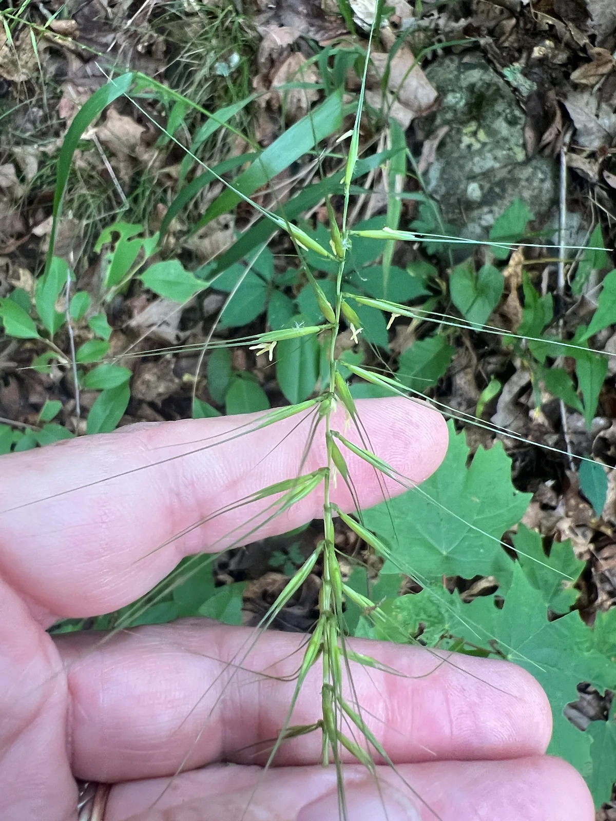 Bottlebrush Grass (Elymus hystrix), photograph