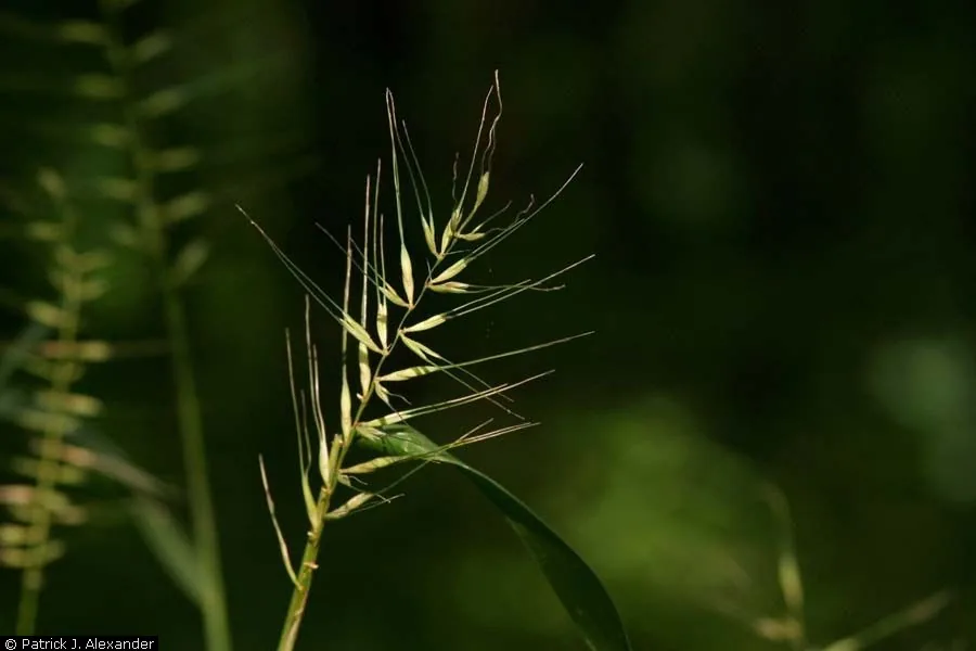 Bottlebrush Grass (Elymus hystrix), photograph