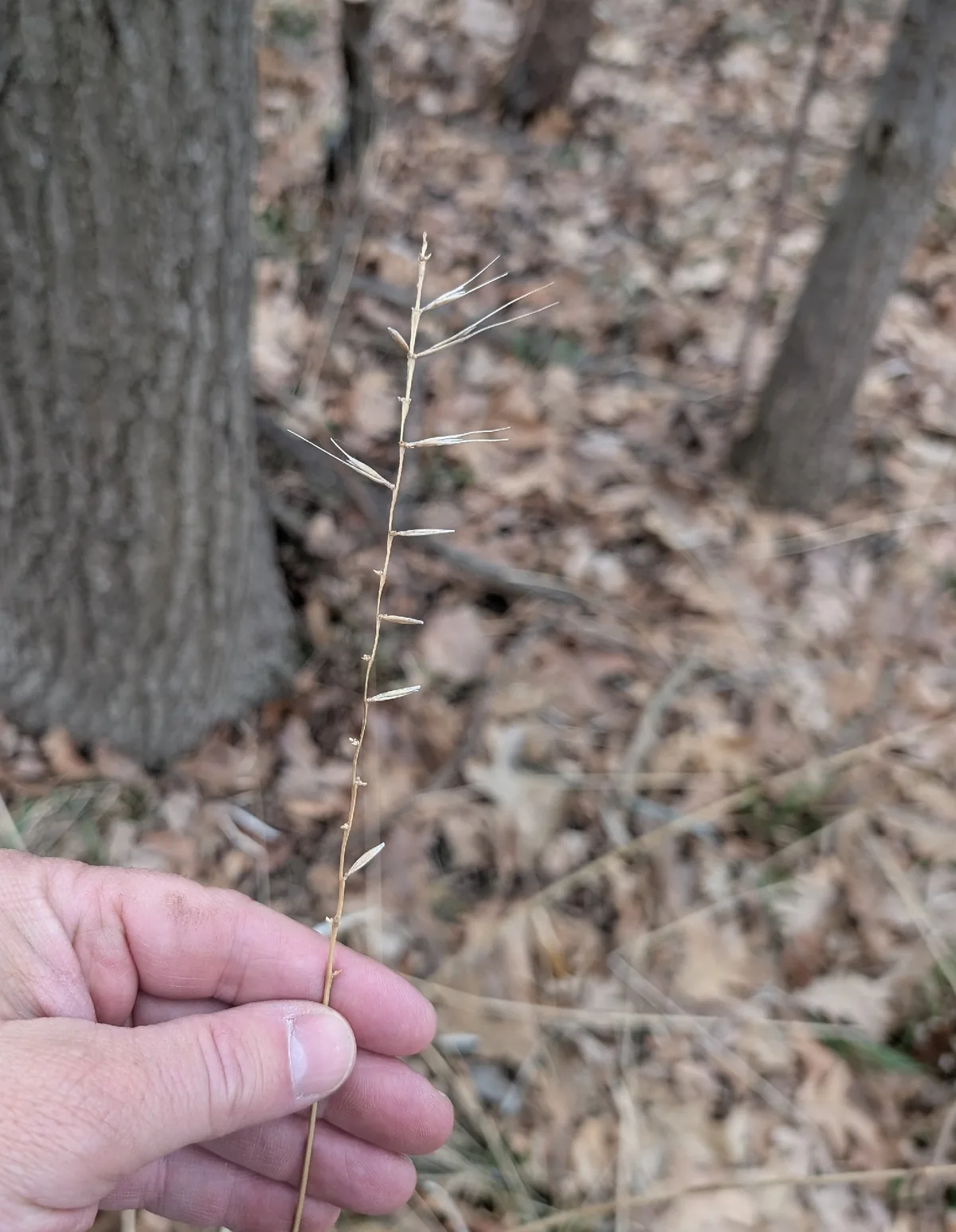 Bottlebrush Grass (Elymus hystrix), photograph