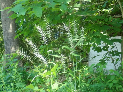 Photo: no rights reserved · CC0 · via iNaturalist bottlebrush grass (Elymus hystrix), photograph