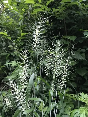 Photo: no rights reserved · cc0 · via iNaturalist Bottlebrush Grass (Elymus hystrix), photograph