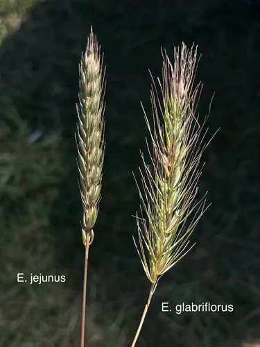 Photo: (c) Nathan Aaron, some rights reserved (CC BY) · cc-by · via iNaturalist Virginia Wild Rye (Elymus virginicus), photograph