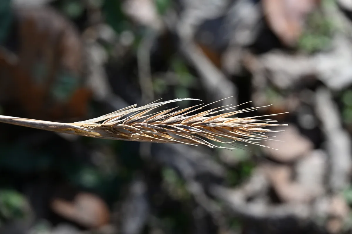 Virginia Wild Rye (Elymus virginicus), photograph