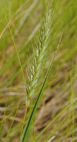 Photo: (c) Zihao Wang, some rights reserved · CC BY · via iNaturalist Virginia wild rye (Elymus virginicus), photograph