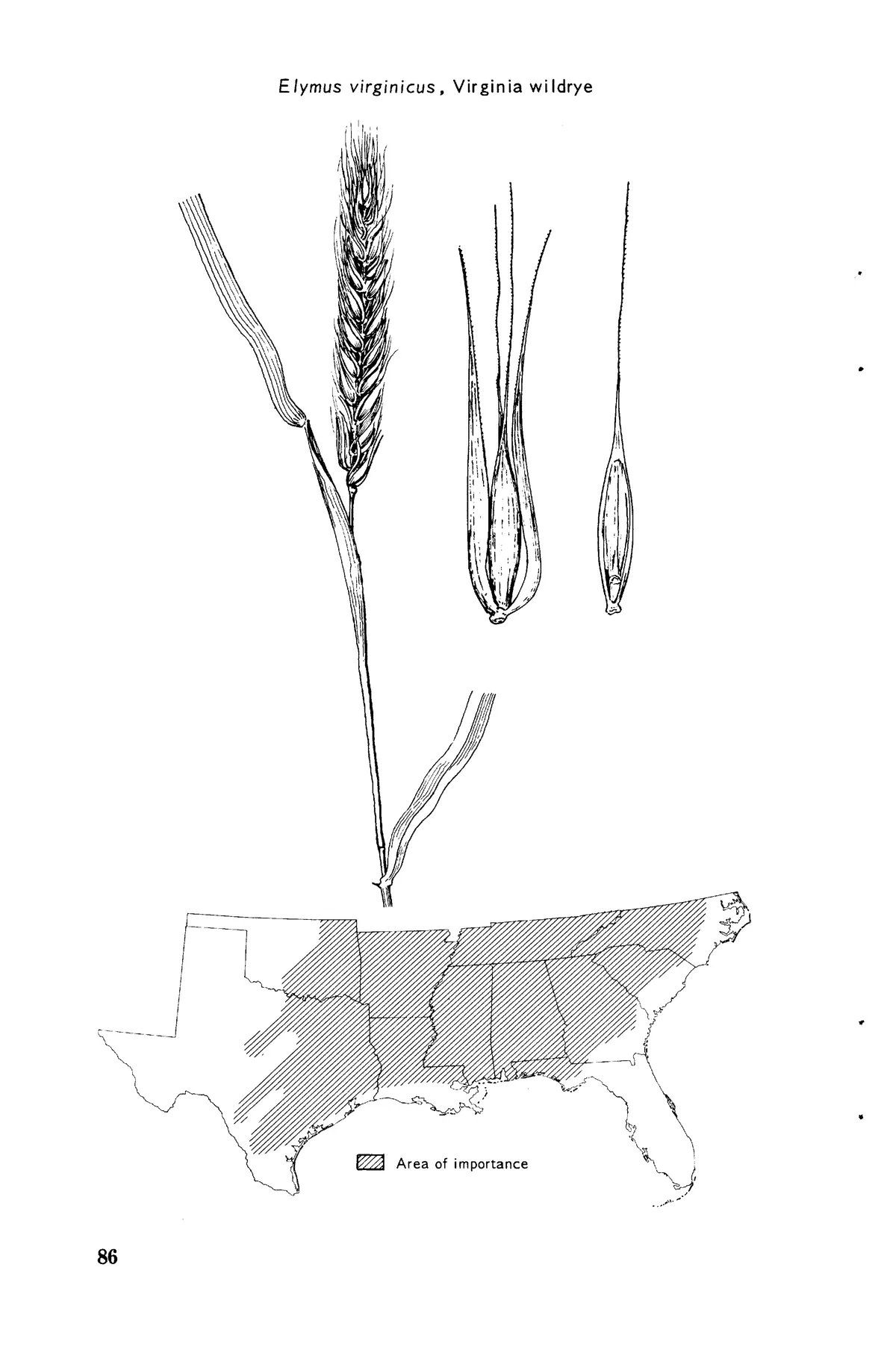 Virginia Wild Rye (Elymus virginicus), botanical illustration