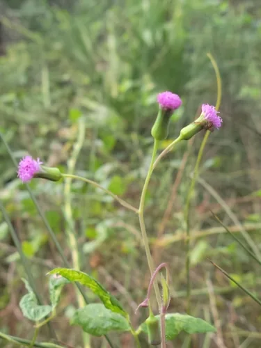 red tasselflower (Emilia sonchifolia), photograph