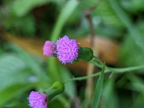 red tasselflower (Emilia sonchifolia), photograph