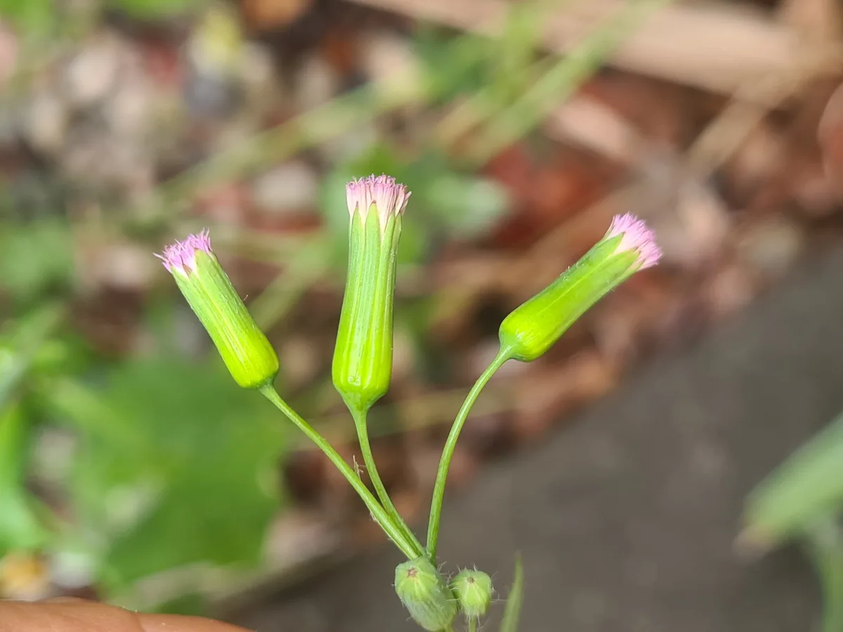 red tasselflower (Emilia sonchifolia), photograph