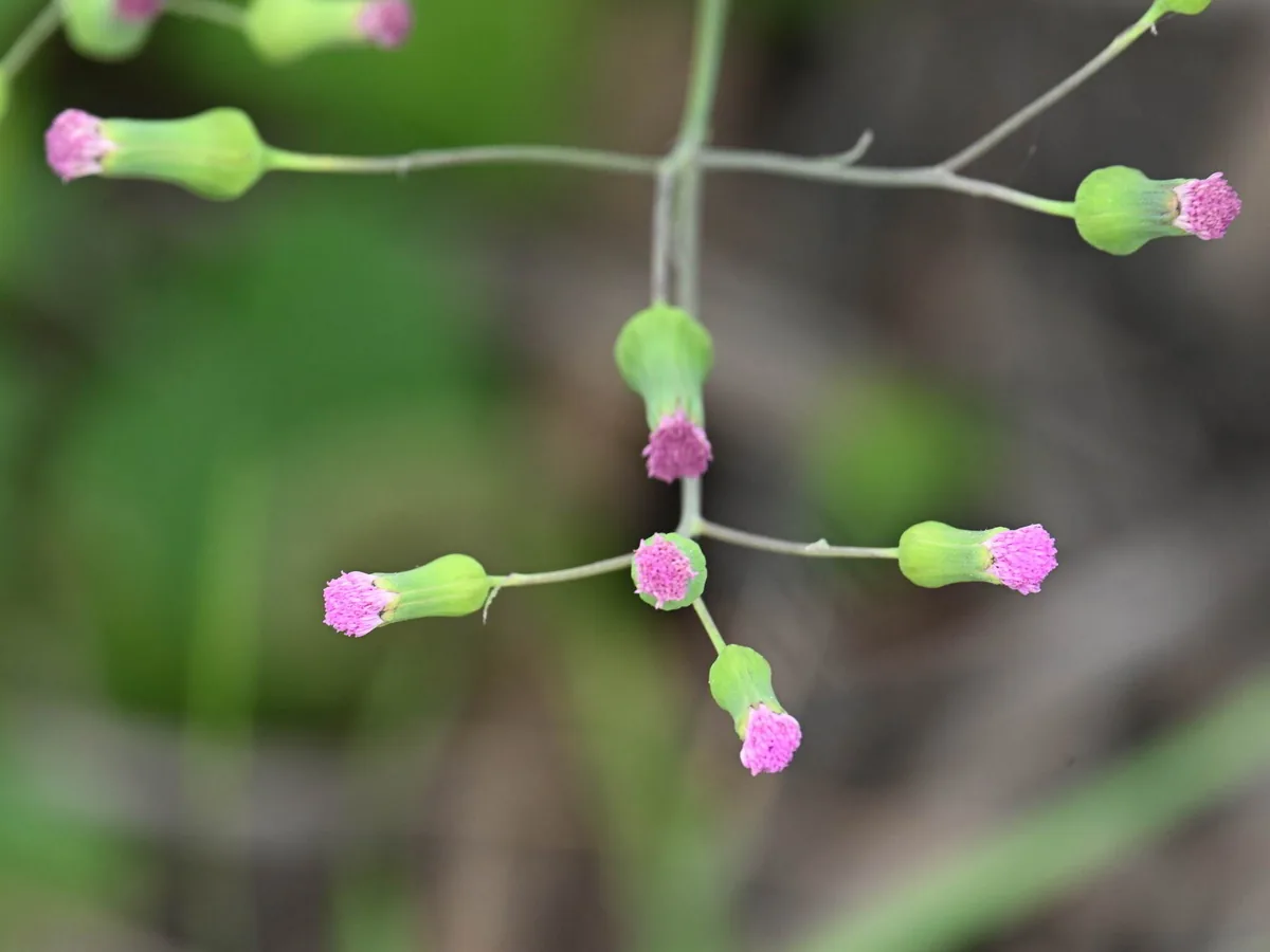 Photo: Dennis Vollmar, via iNaturalist · CC BY · via GBIF red tasselflower (Emilia sonchifolia), photograph
