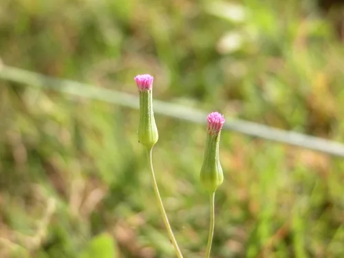 red tasselflower (Emilia sonchifolia), photograph