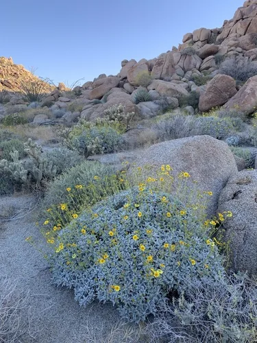 Photo: no rights reserved · CC0 · via iNaturalist brittlebush (Encelia farinosa), photograph