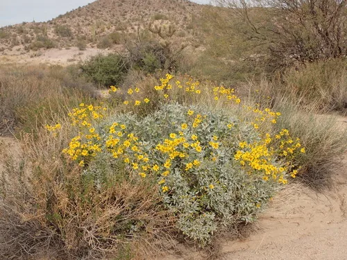 Brittlebush (Encelia farinosa), photograph