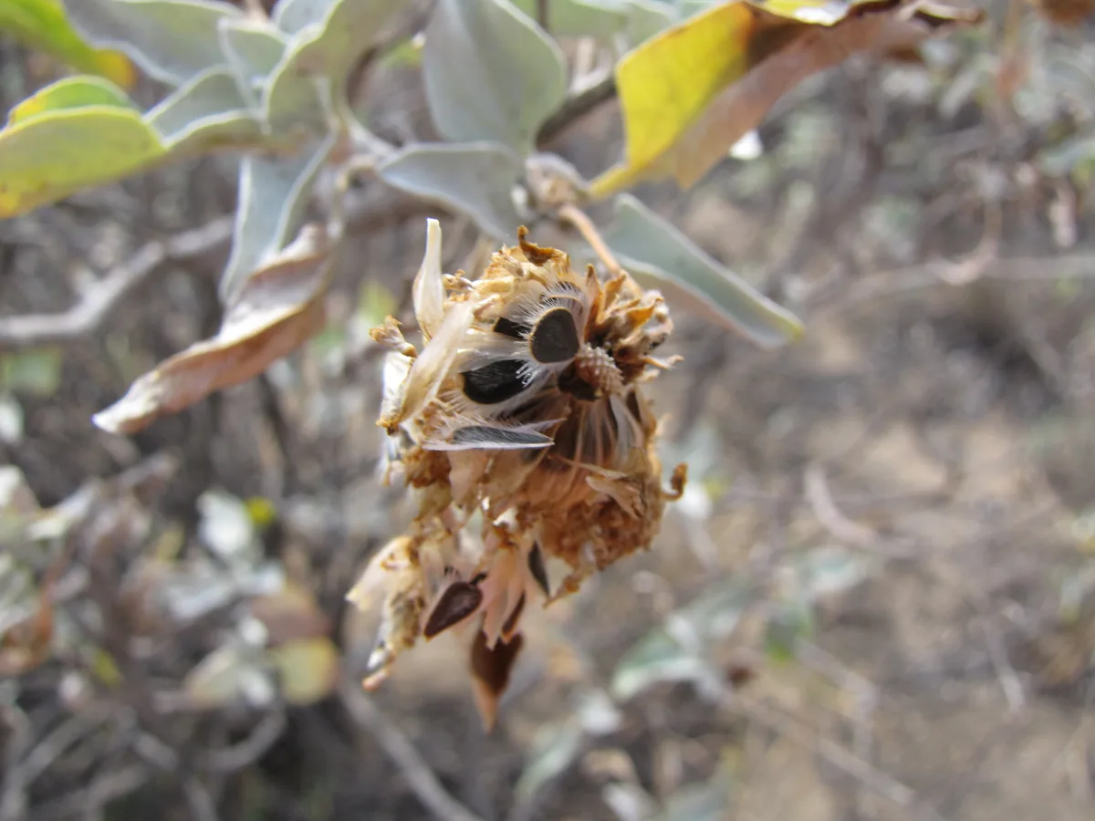 Brittlebush (Encelia farinosa), photograph