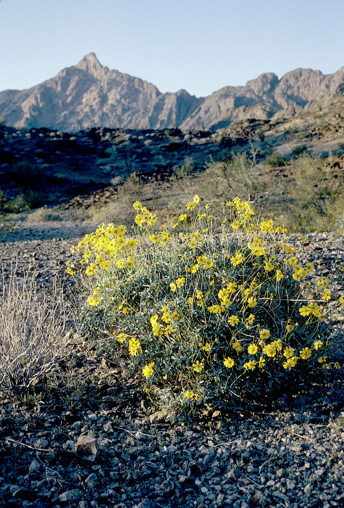 Brittlebush (Encelia farinosa), photograph