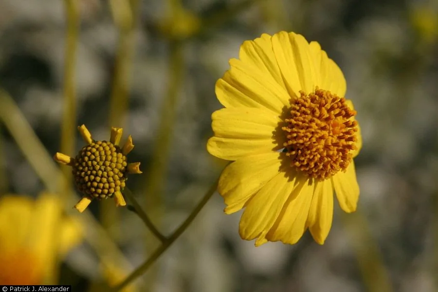 Brittlebush (Encelia farinosa), photograph