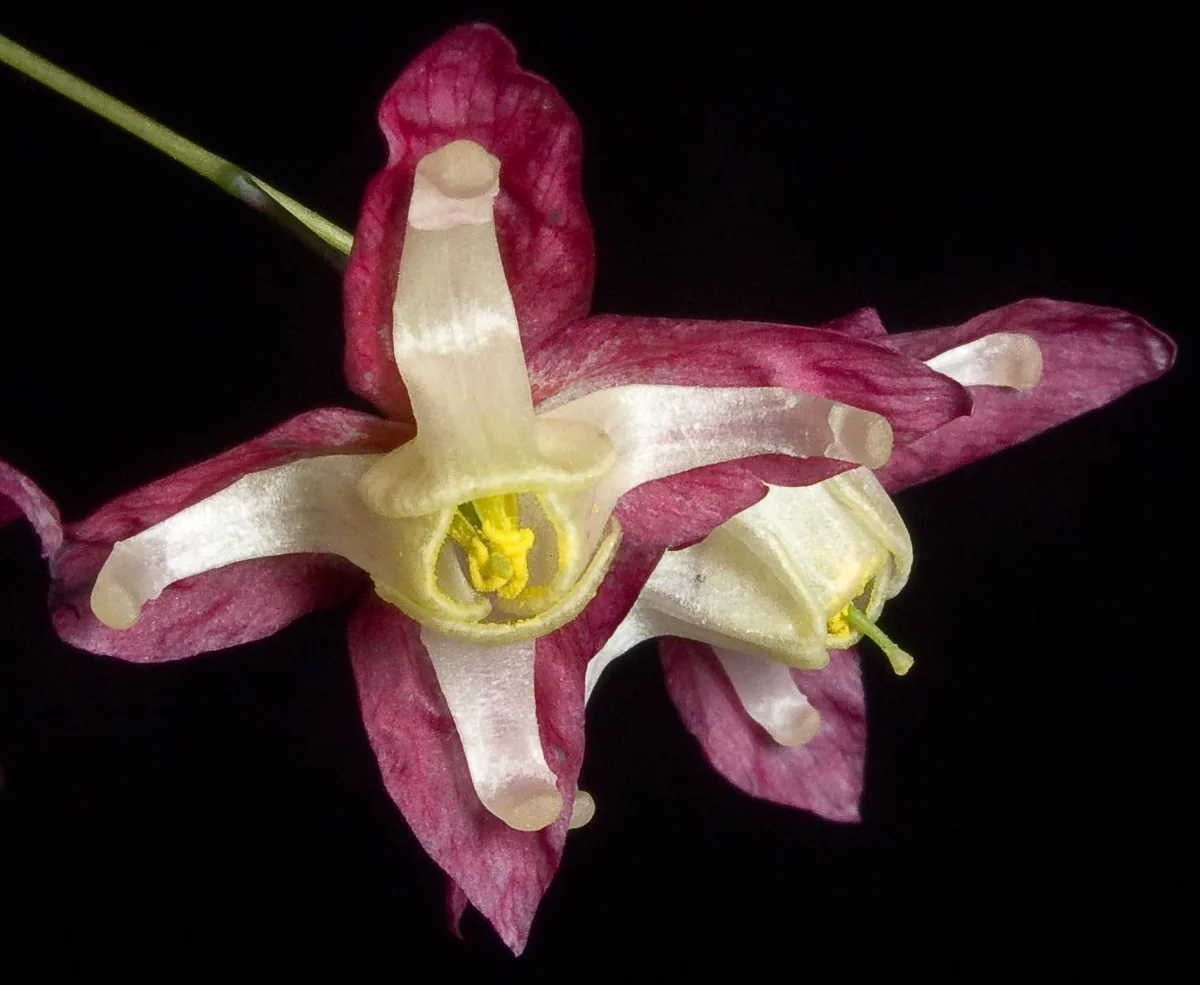 Photo: Peter coxhead · CC BY-SA 3.0 · via Wikimedia Commons bishop's hat (Epimedium x rubrum), photograph