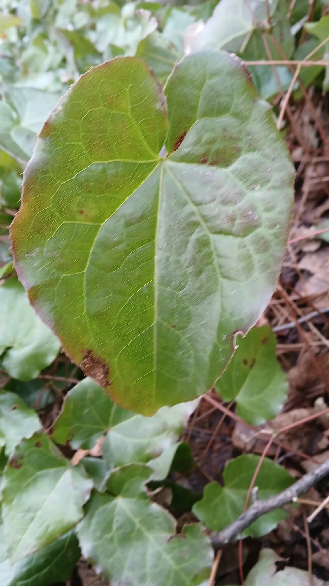 bishop's hat (Epimedium x rubrum), photograph