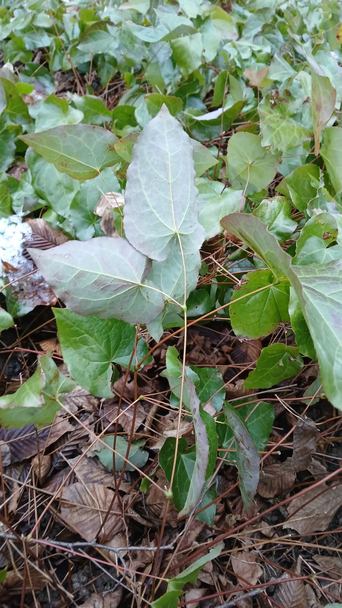bishop's hat (Epimedium x rubrum), photograph