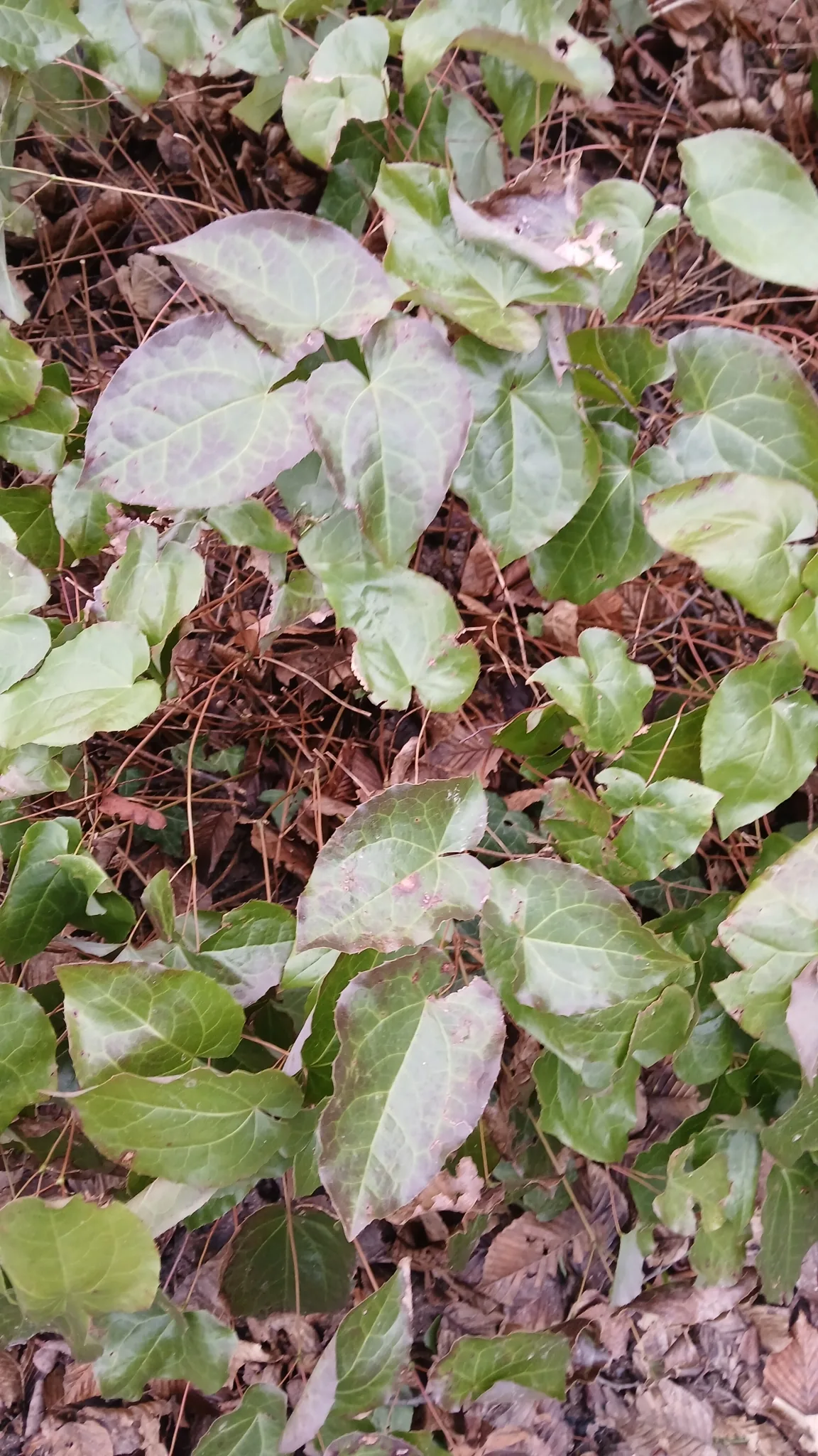 bishop's hat (Epimedium x rubrum), photograph