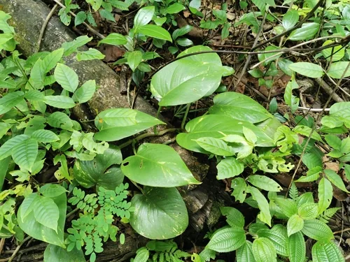 Pothos (Epipremnum aureum), photograph
