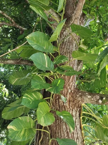 Photo: (c) Maria Janeiro, some rights reserved · CC BY · via iNaturalist pothos (Epipremnum aureum), photograph