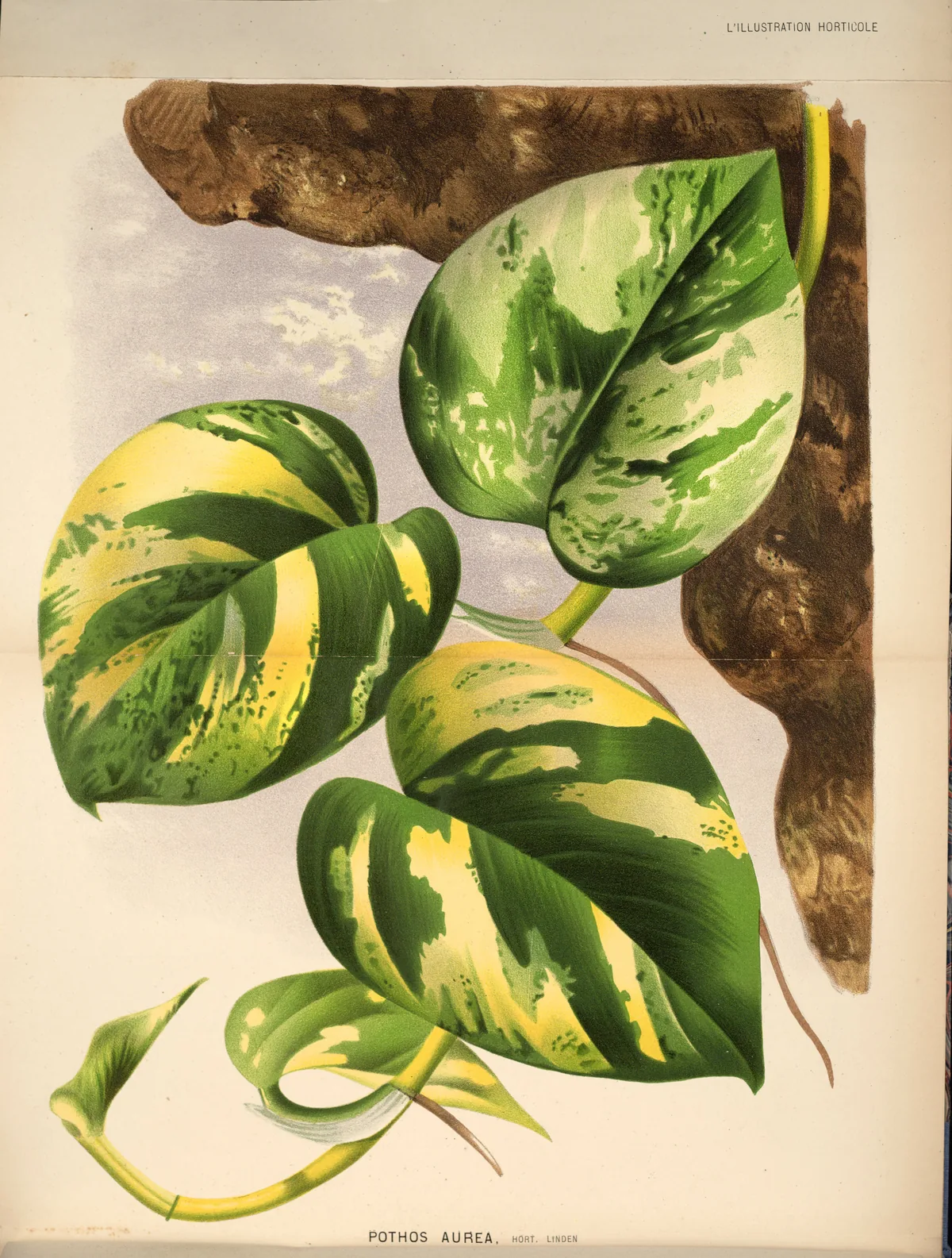 Pothos (Epipremnum aureum), botanical illustration