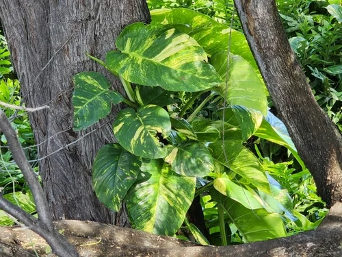 Photo: (c) Tyler Bishop, some rights reserved (CC BY) · cc-by · via iNaturalist Pothos (Epipremnum aureum), photograph