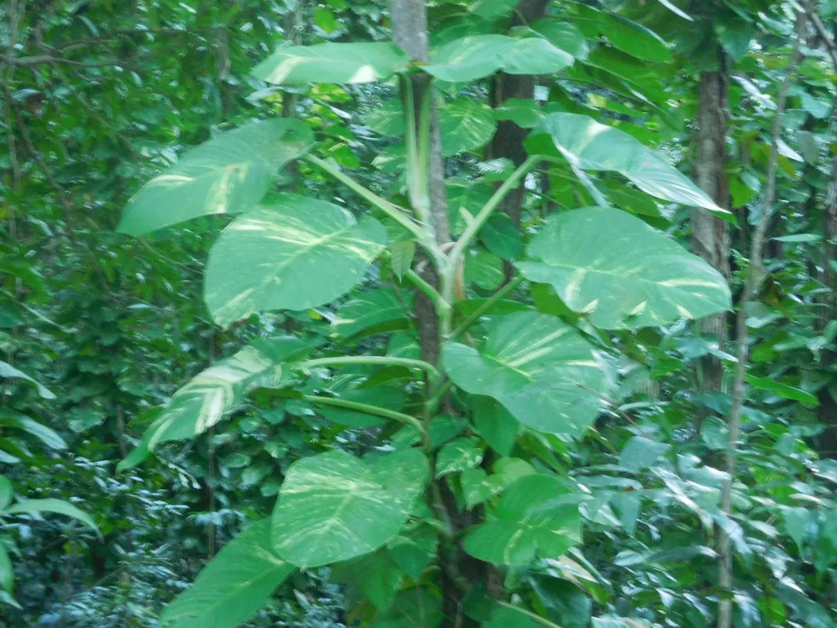 Pothos (Epipremnum aureum), photograph