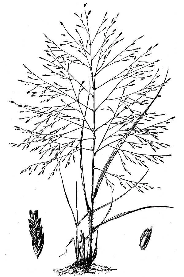 Purple Lovegrass (Eragrostis spectabilis), botanical illustration