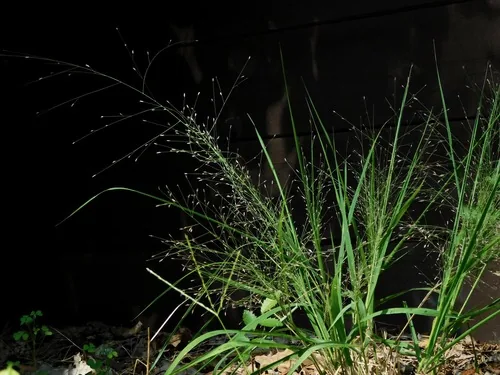 Photo: (c) Michael J. Papay, some rights reserved · CC BY · via iNaturalist purple lovegrass (Eragrostis spectabilis), photograph