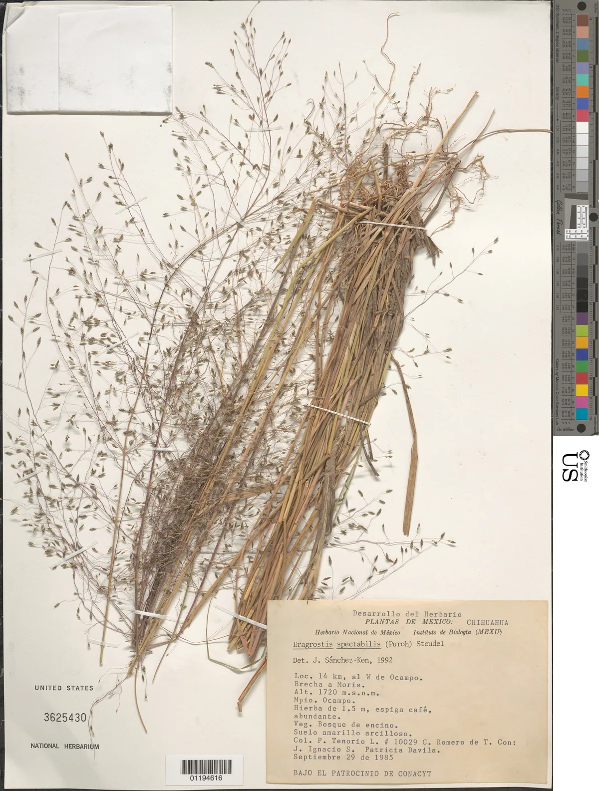 Purple Lovegrass (Eragrostis spectabilis), photograph