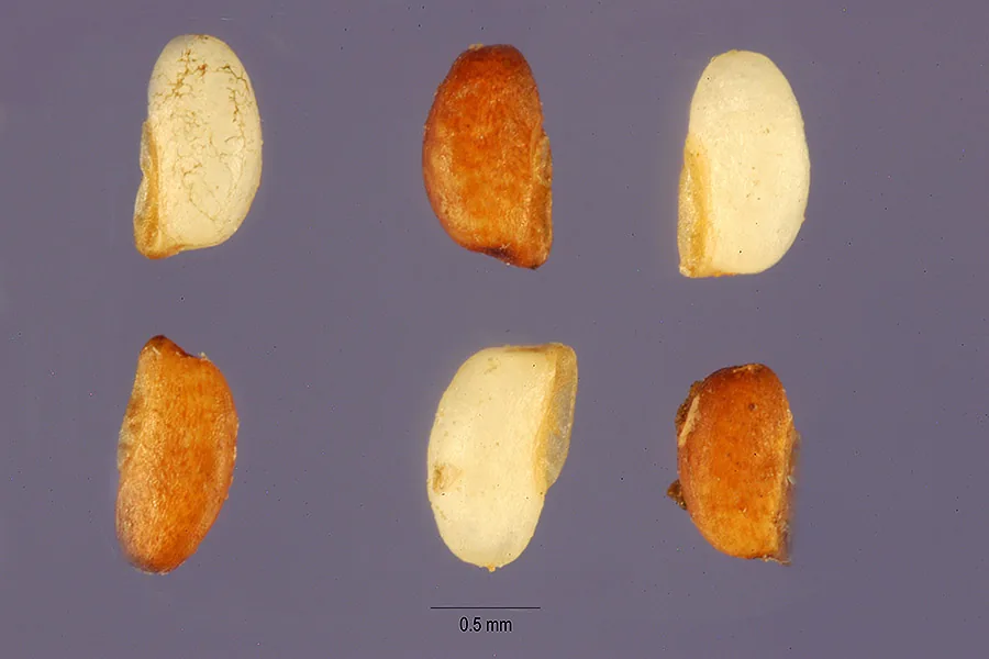 Teff (Eragrostis tef), photograph