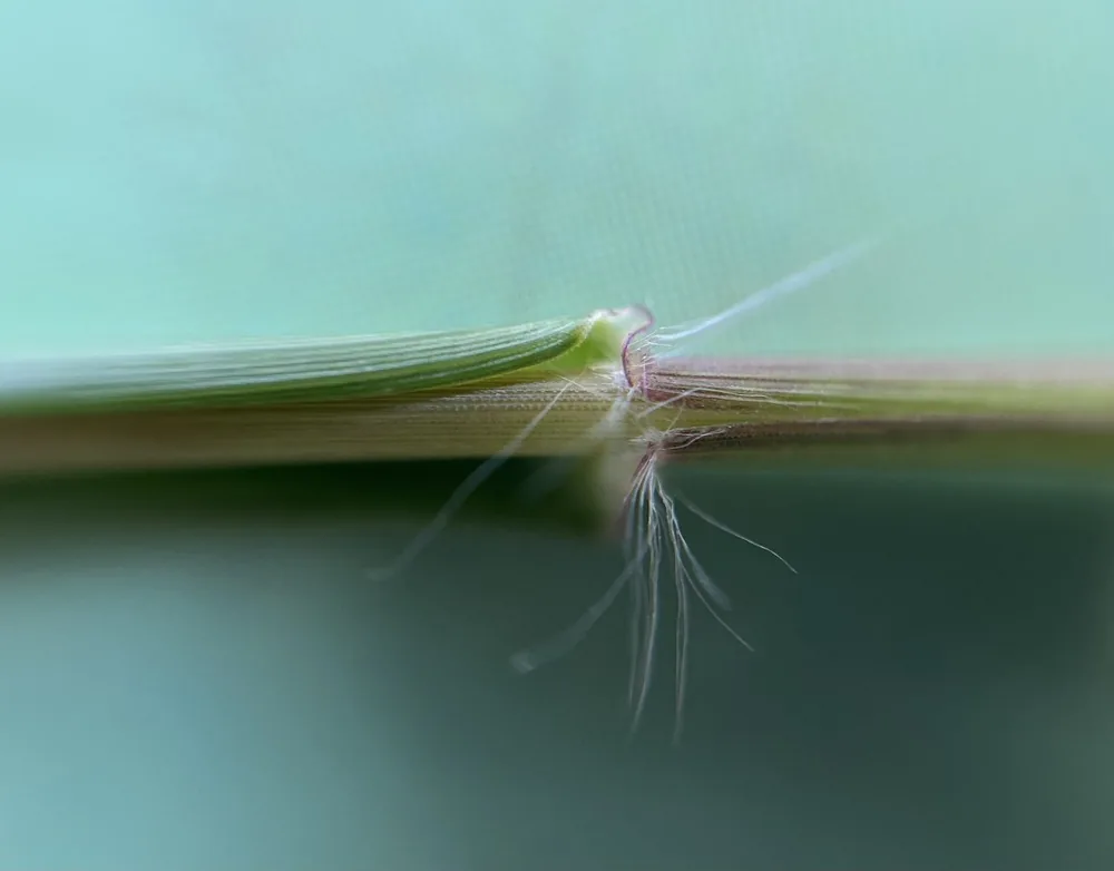 Teff (Eragrostis tef), photograph